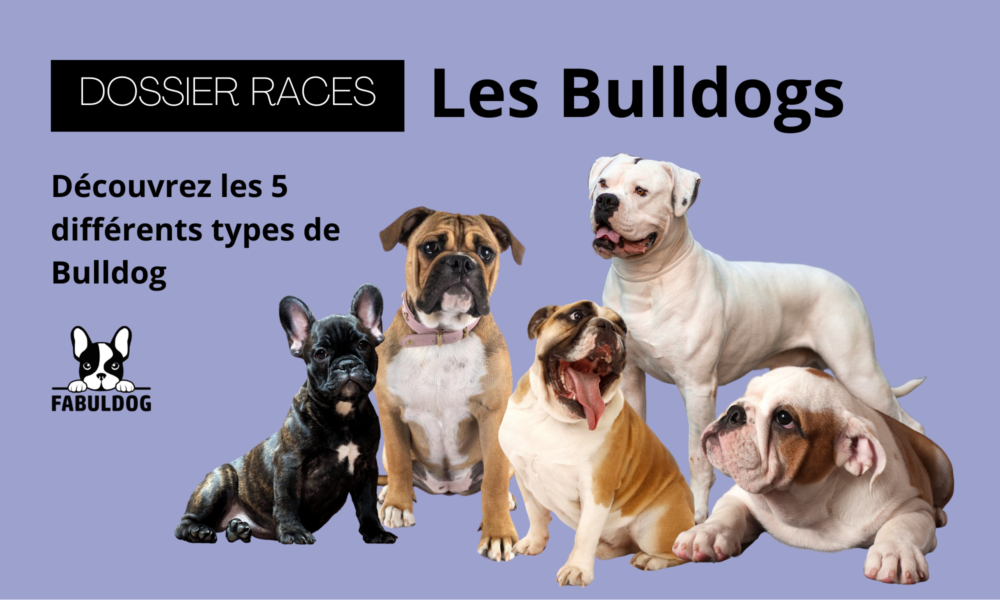 Bouledogue anglais (Bulldog) : information sur la race