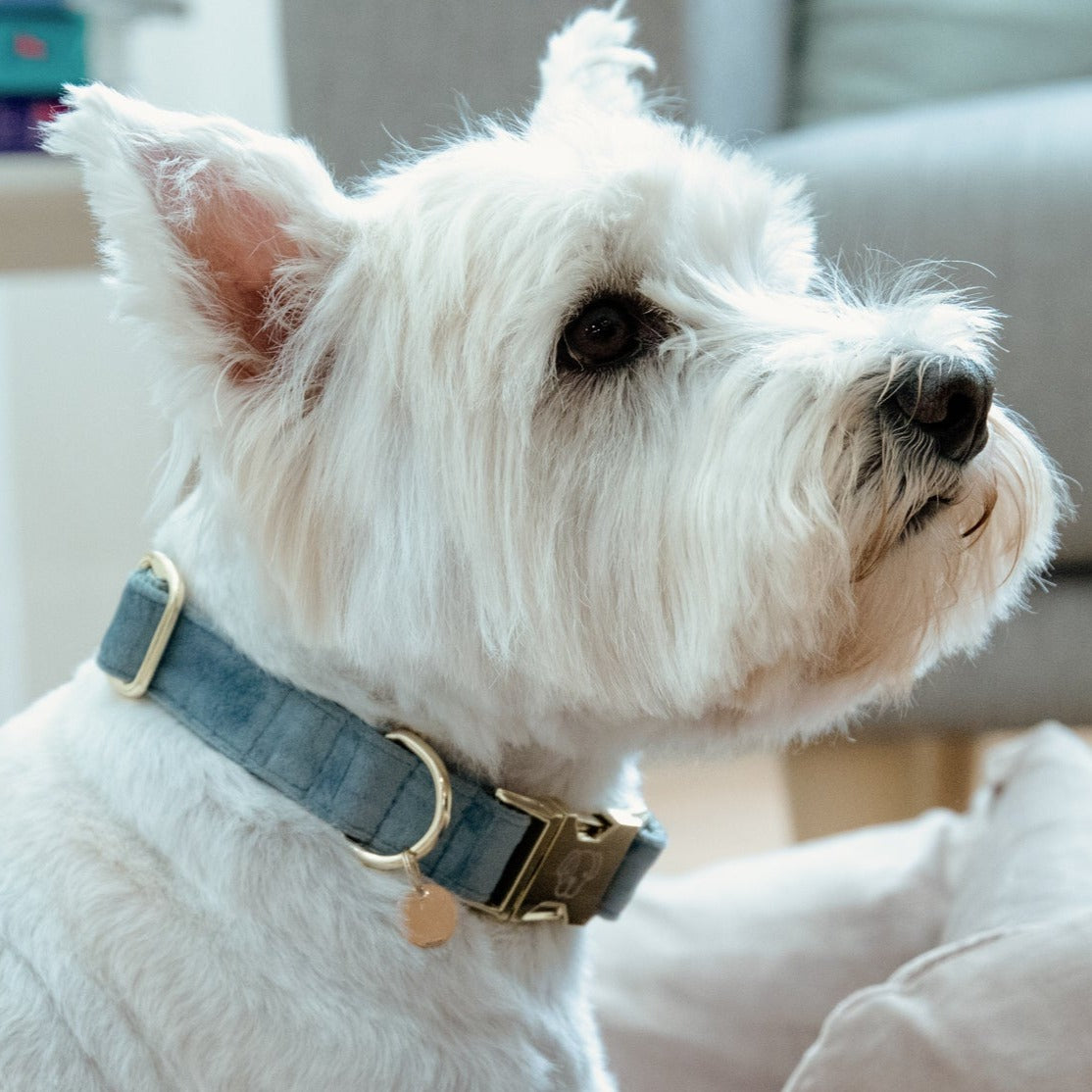 Collier pour chien velours bleu clair