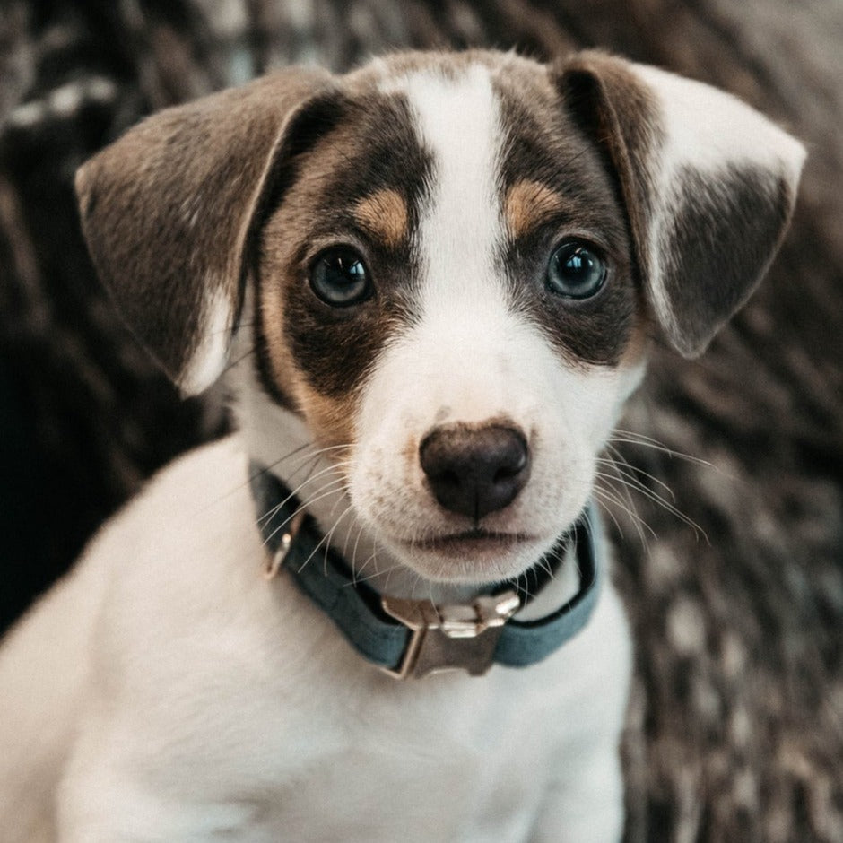 Collier pour chien velours bleu clair