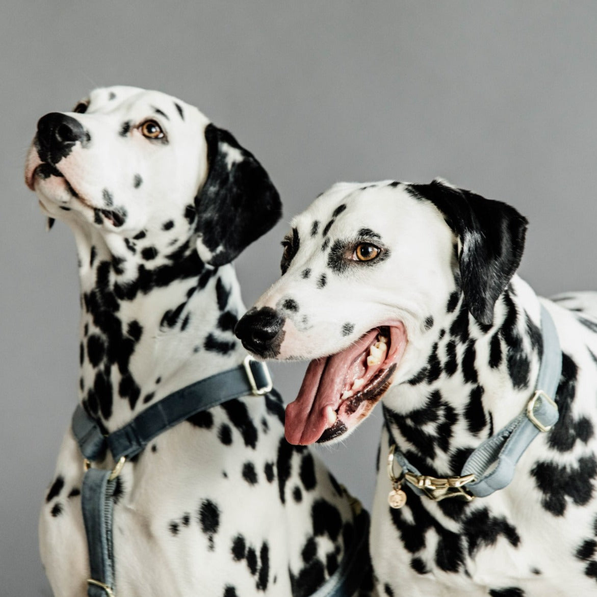Collier pour chien velours bleu clair