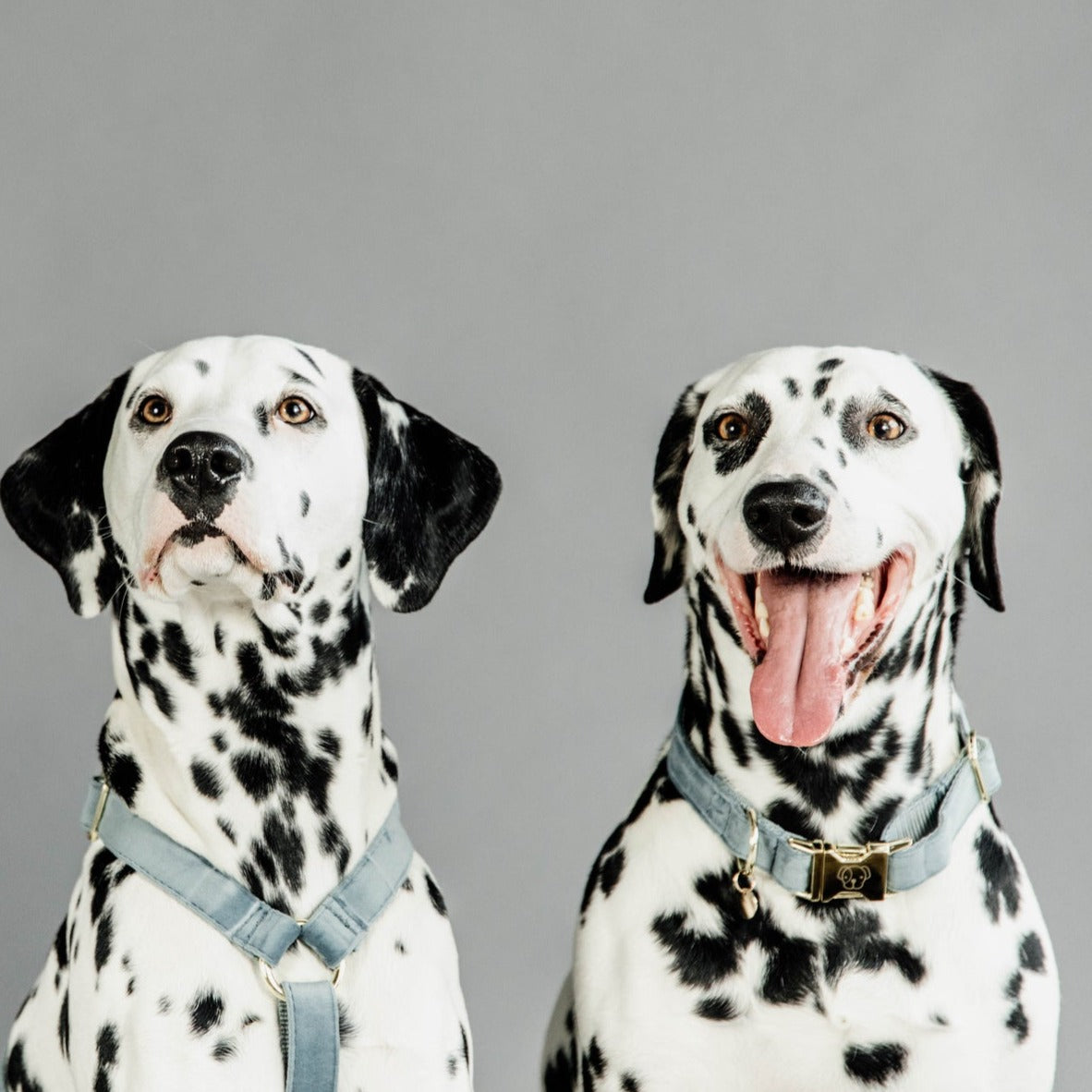 Collier pour chien velours bleu clair