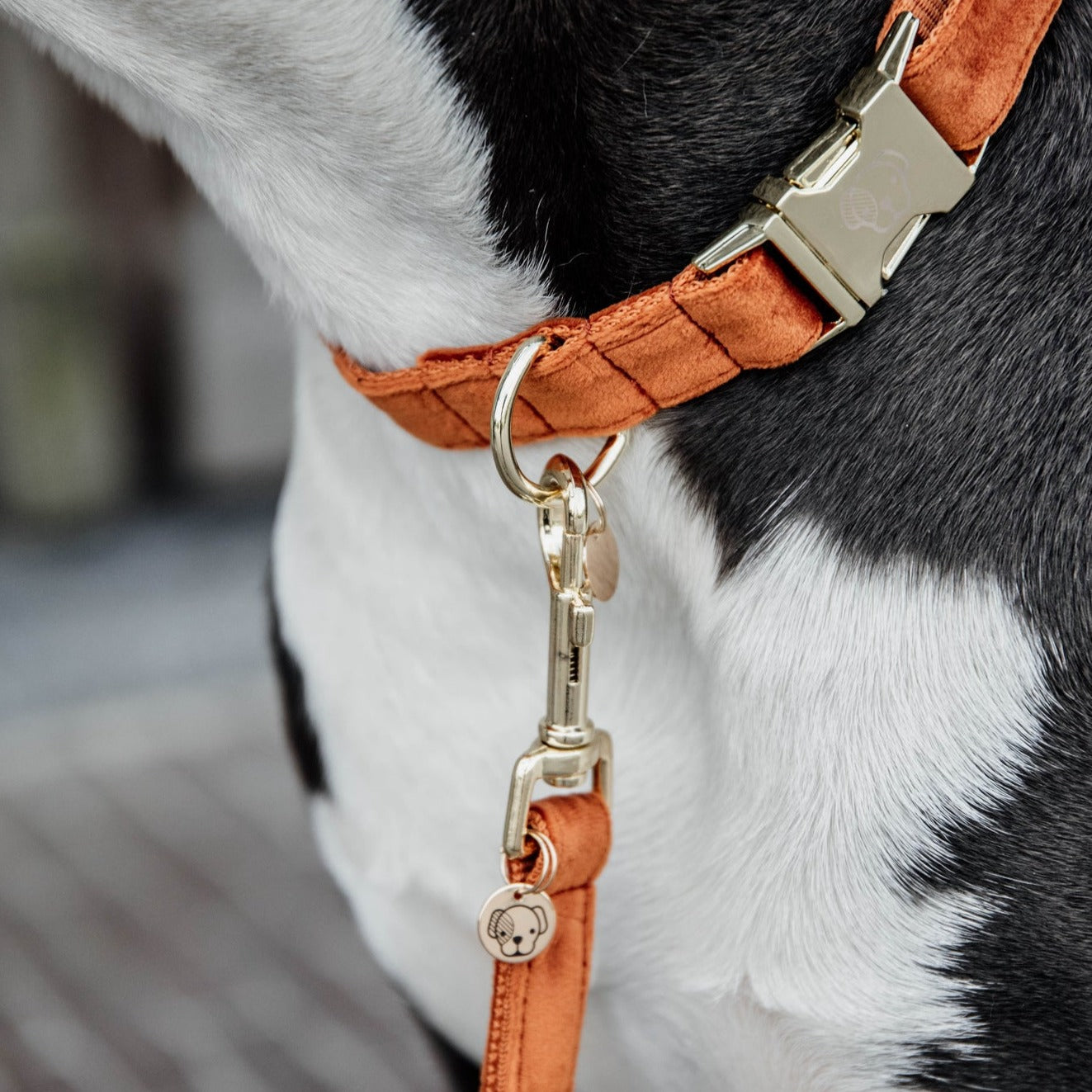 Collier pour chien velours orange