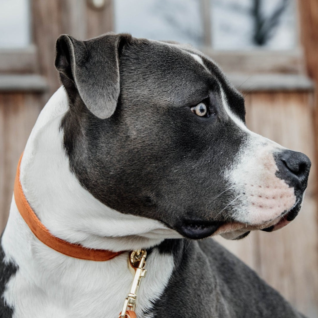Collier pour chien velours orange
