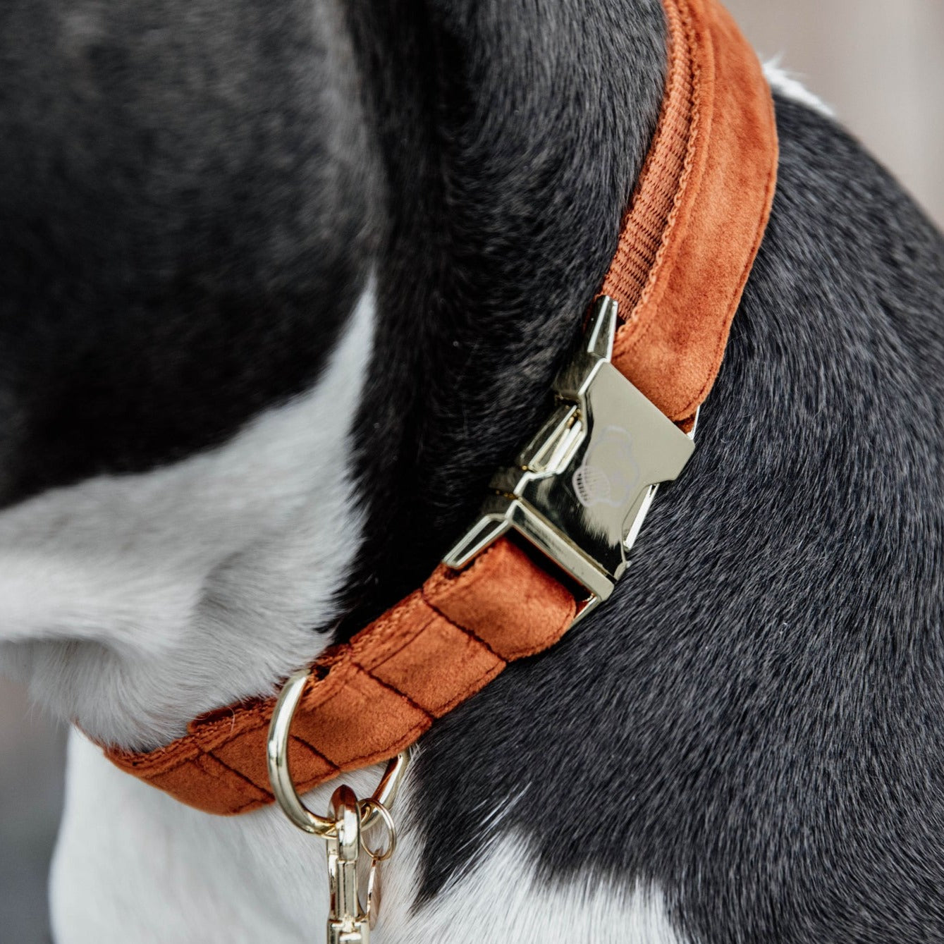 Collier pour chien velours orange