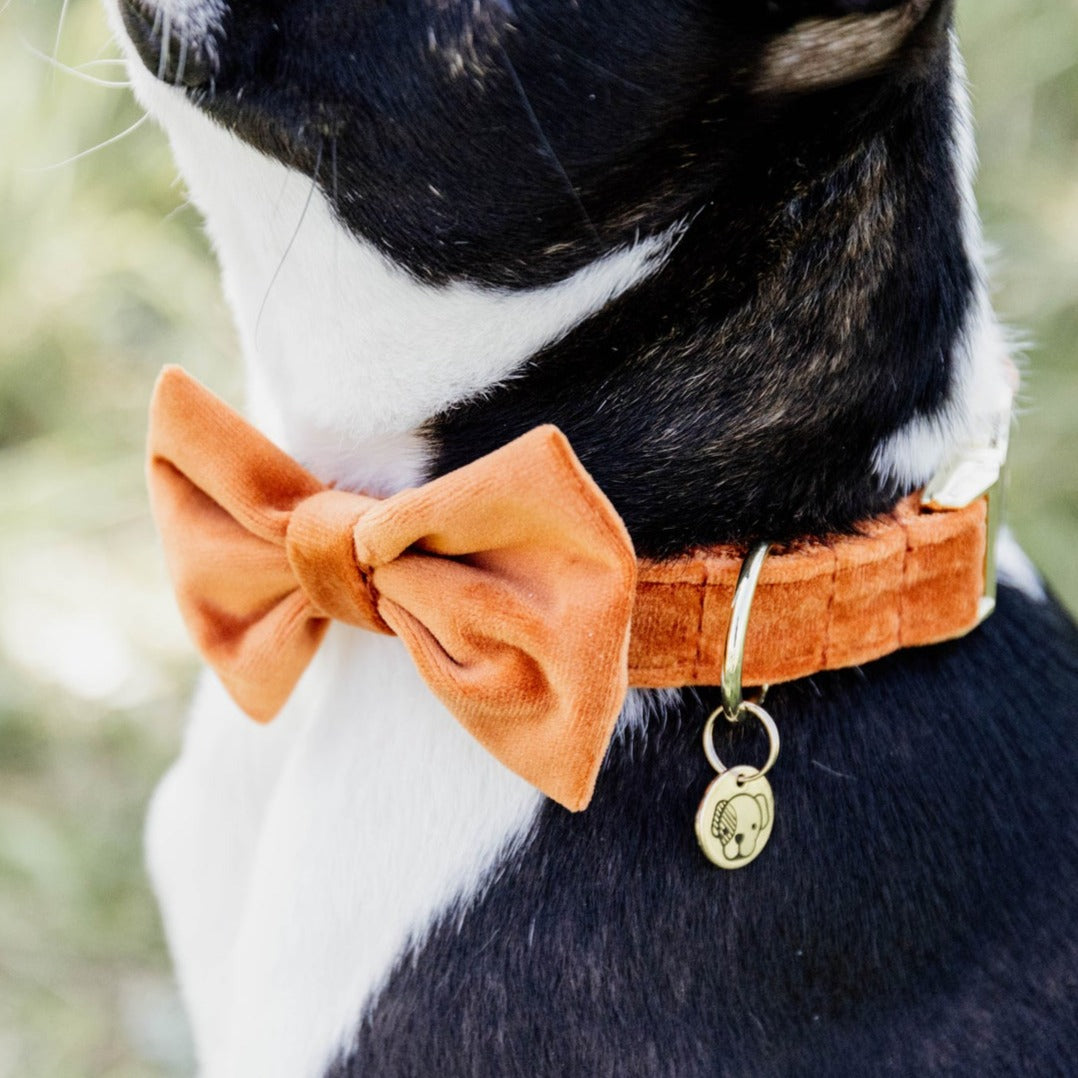 Collier pour chien velours orange