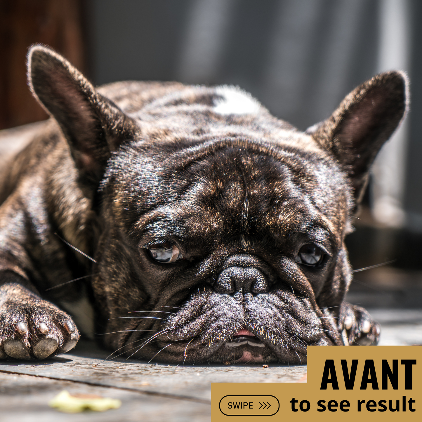 Croquettes chien DIGEST - digestion difficile - ARION CARE - 2kg Fabuldog