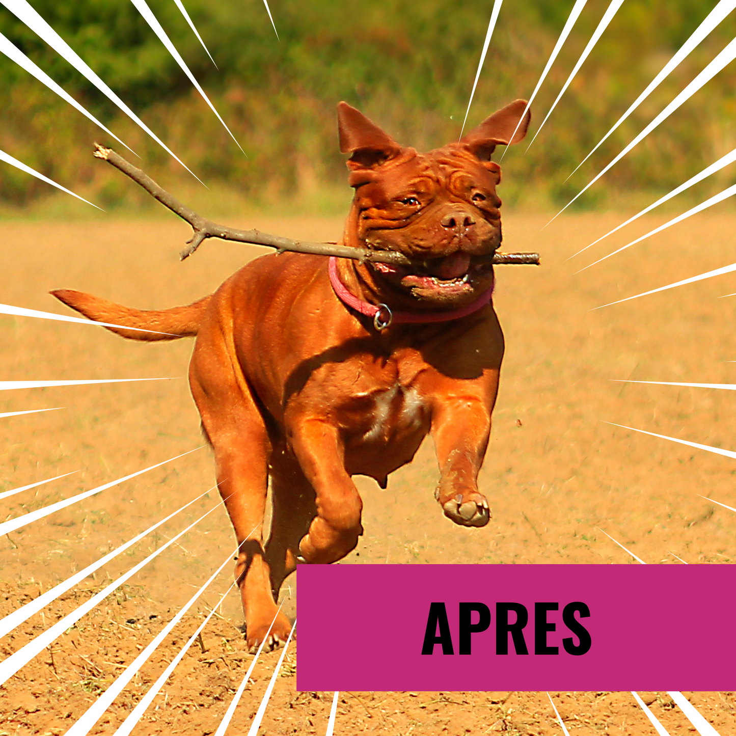 Croquettes chien HYPOALLGENIC - problème peau - ARION CARE - 12kg Fabuldog