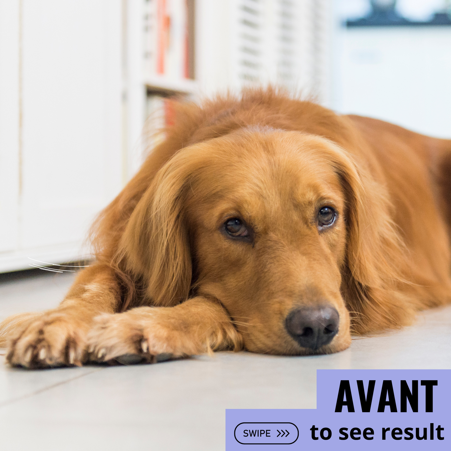Croquettes chien JOINT - soutien articulation ARION CARE - 2kg Fabuldog