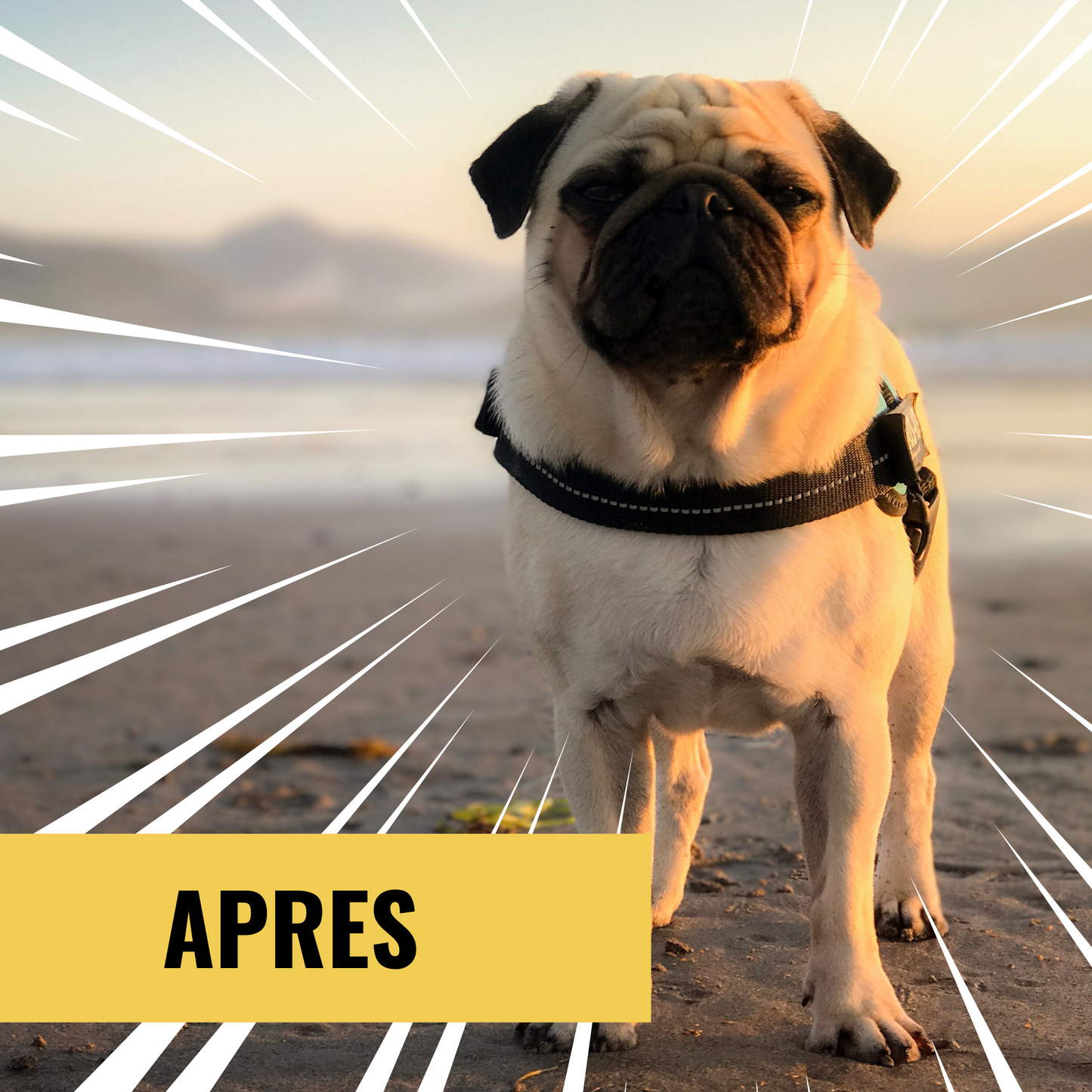 Croquettes chien adulte light - ARION ORIGINAL - 12kg Fabuldog