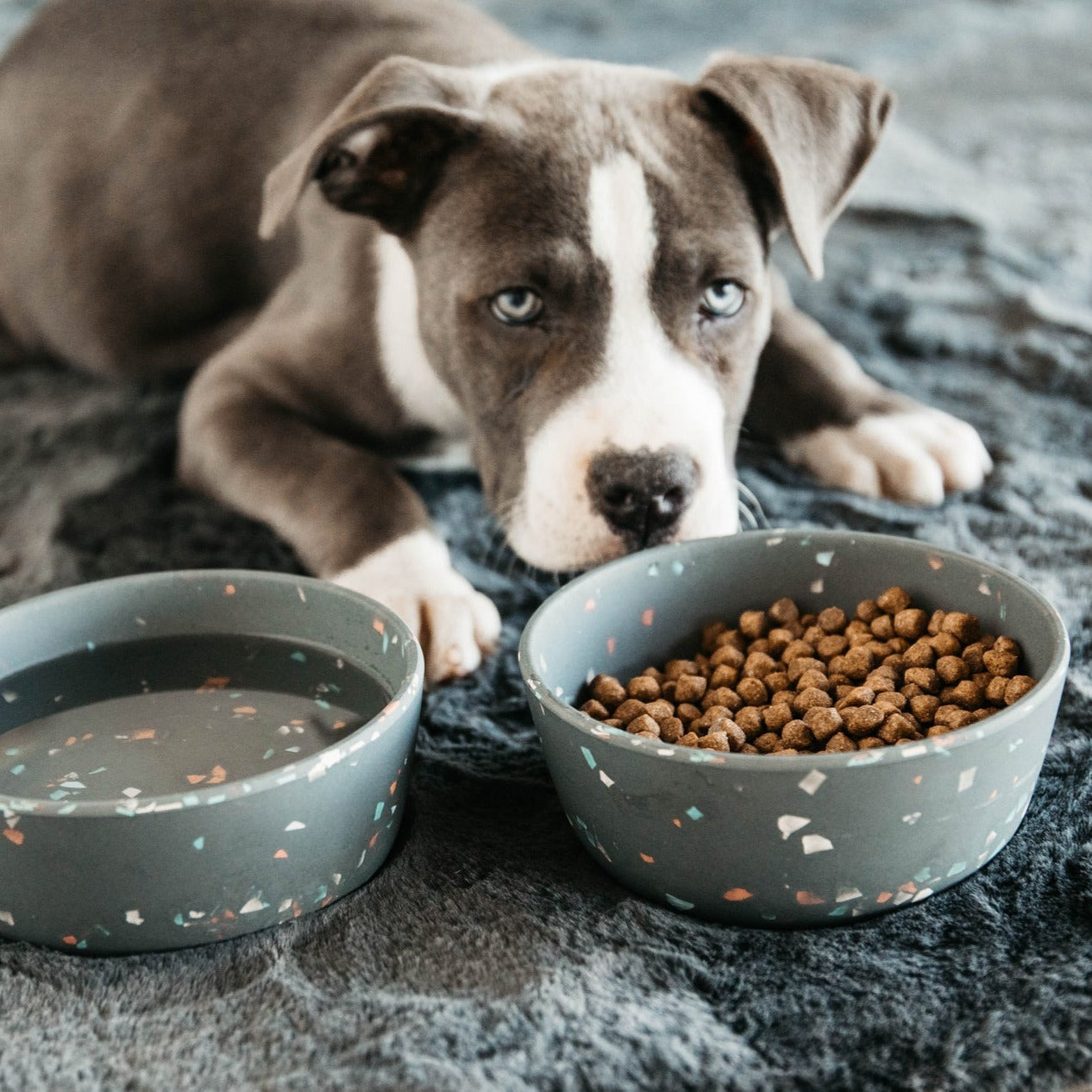 Gamelle chien bamboo terrazzo gris Fabuldog