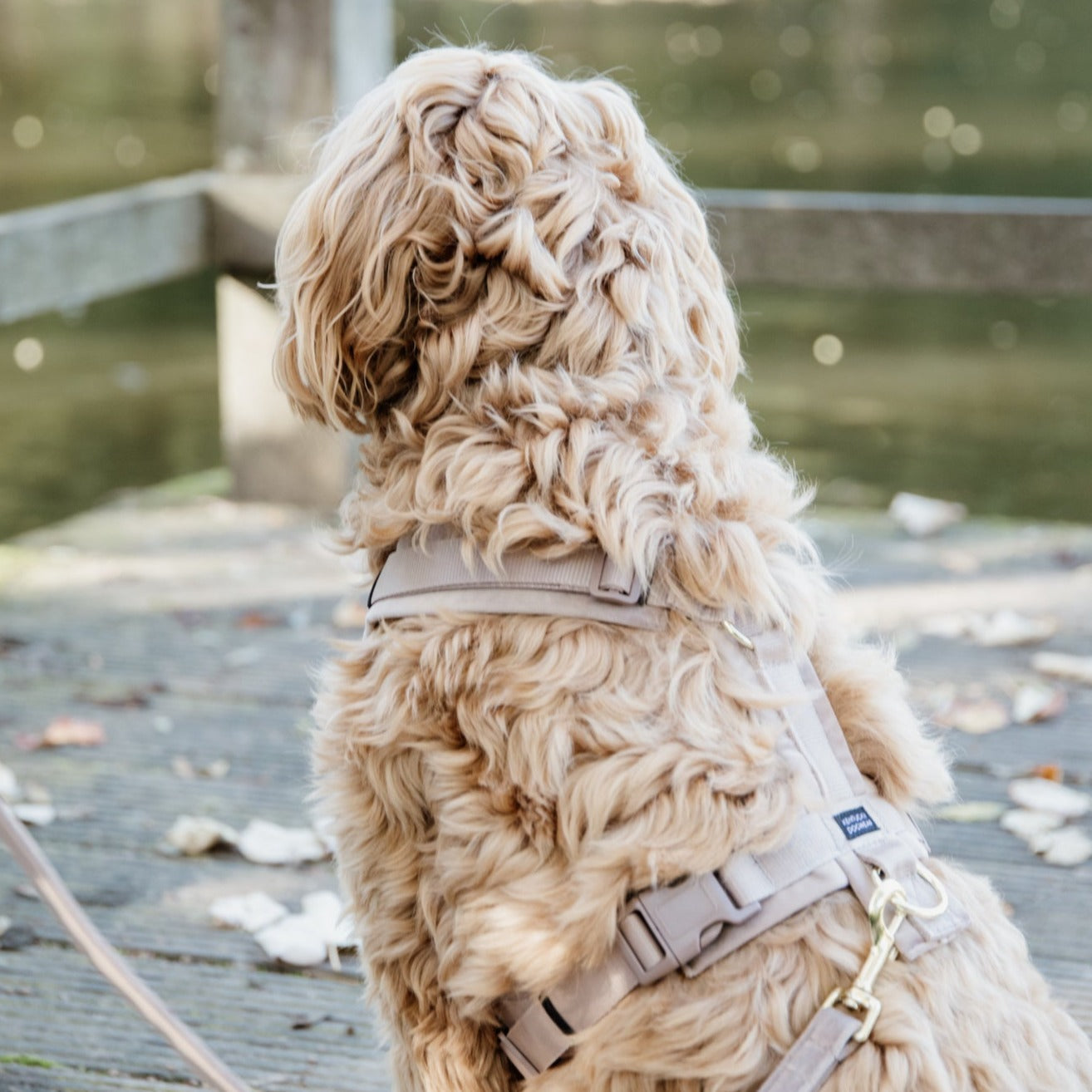 Harnais chien actif velours beige Fabuldog