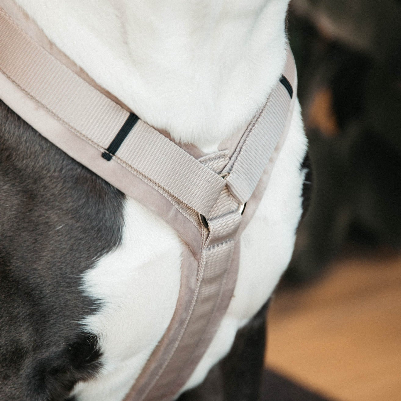 Harnais chien actif velours beige Fabuldog
