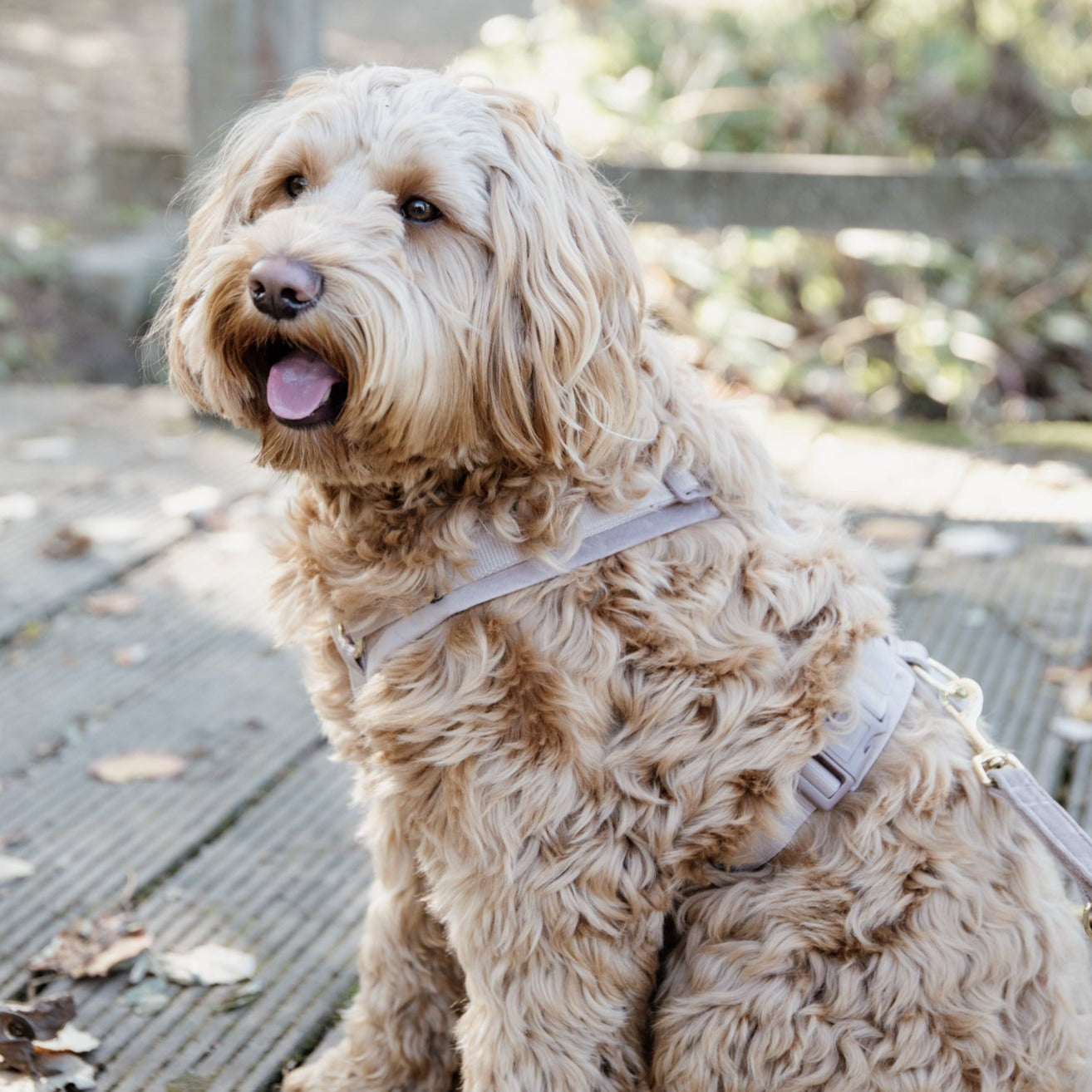 Harnais chien actif velours beige Fabuldog