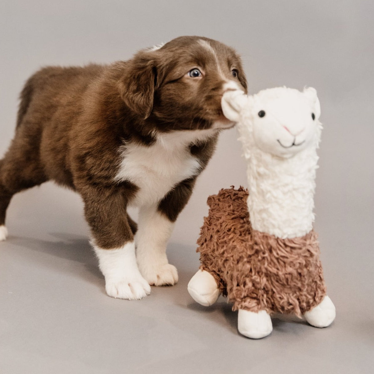 Jouet pour chien Alfredo alpaca Fabuldog