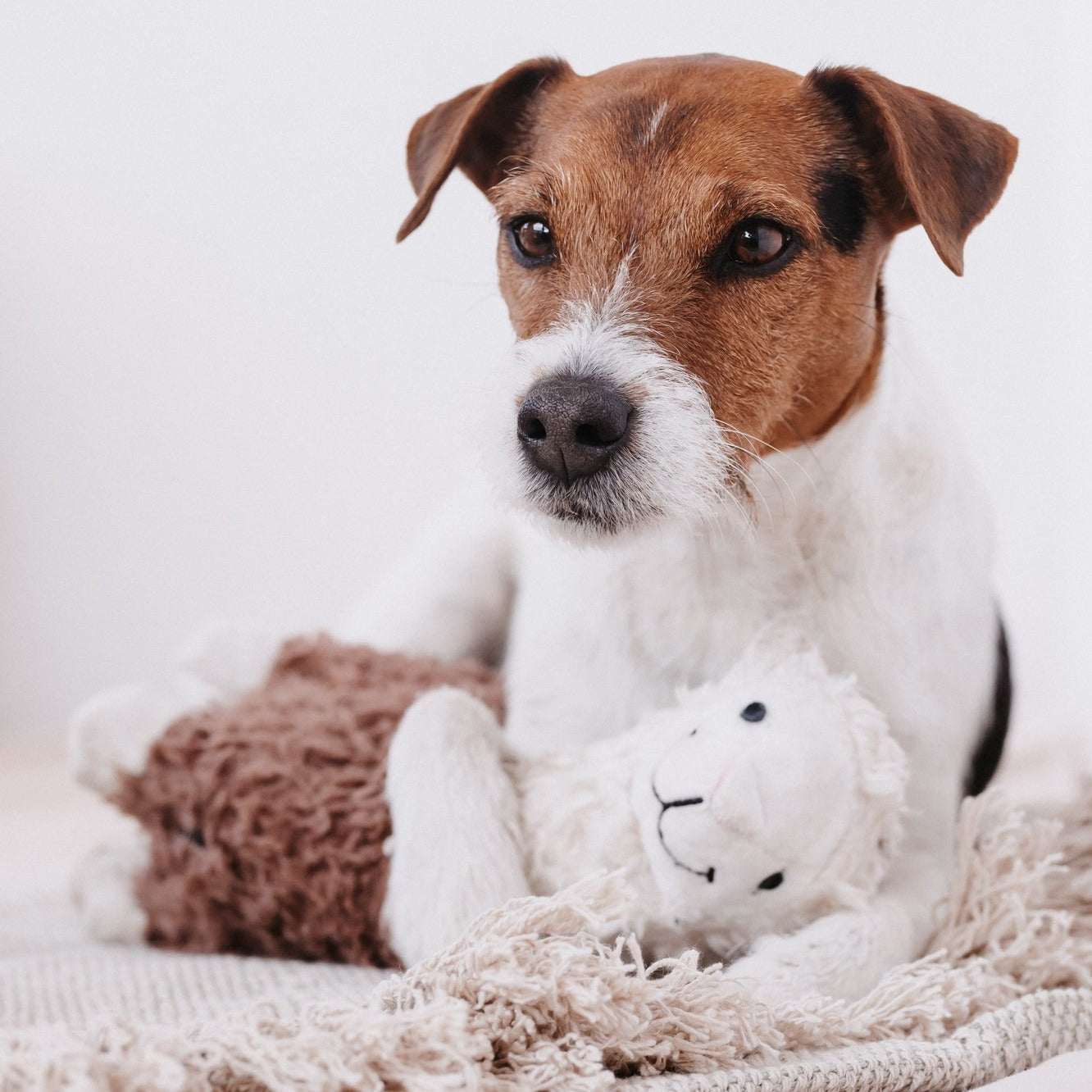 Jouet pour chien Alfredo alpaca Fabuldog