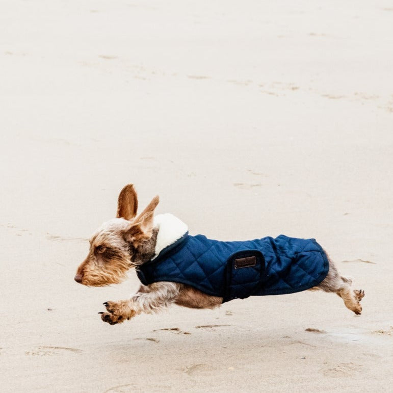 Manteau pour chien matelassé chic Bleu Marine Fabuldog