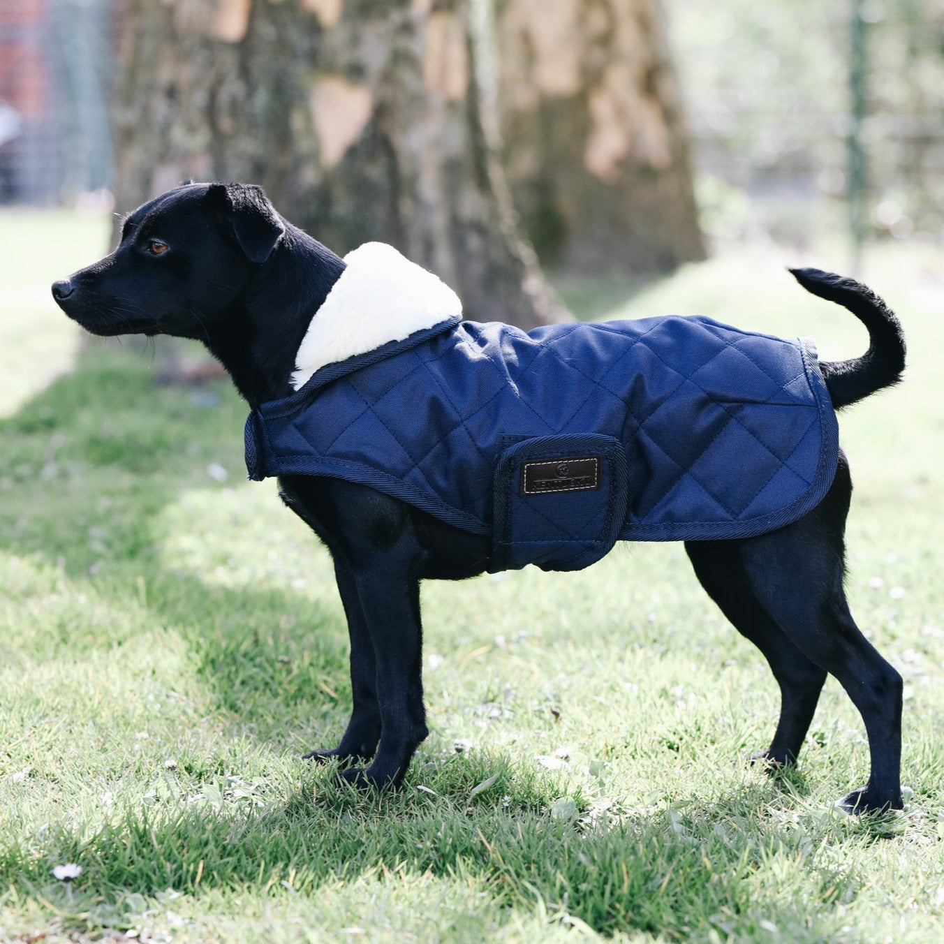 Manteau pour chien matelassé chic Bleu Marine Fabuldog