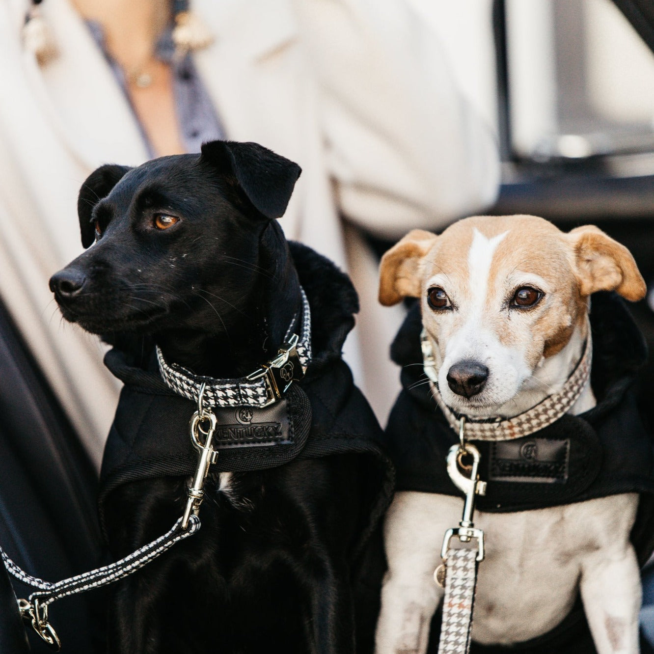 Manteau pour chien matelassé chic Noir Fabuldog