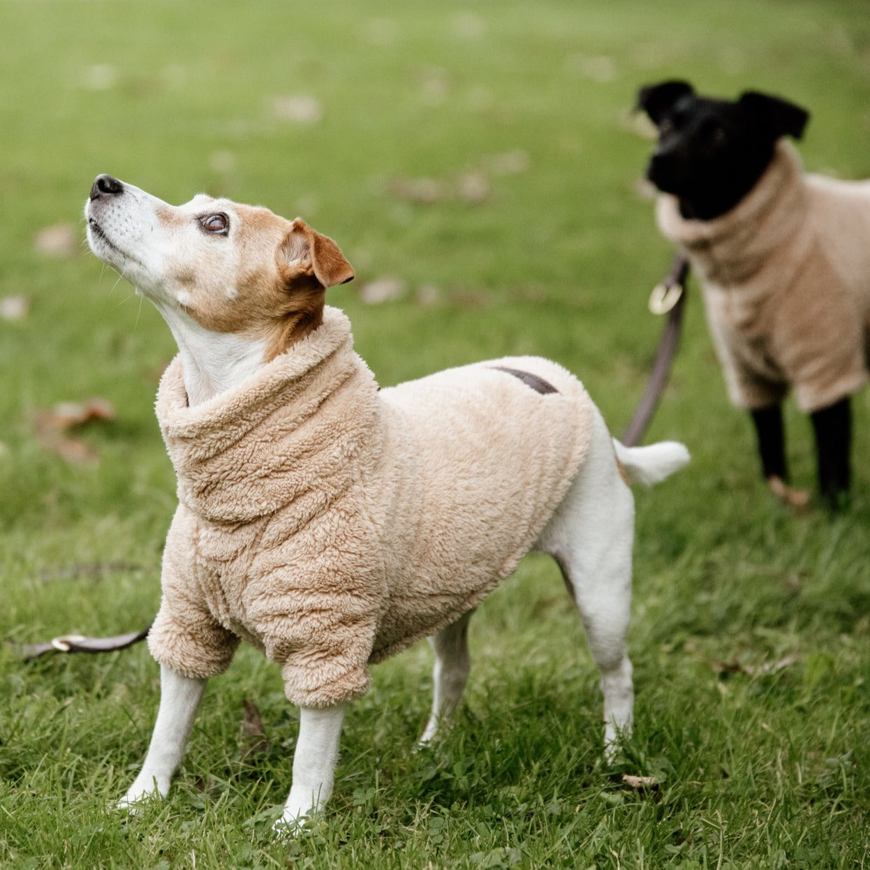 Pull pour chien Teddy Fleece Beige Fabuldog