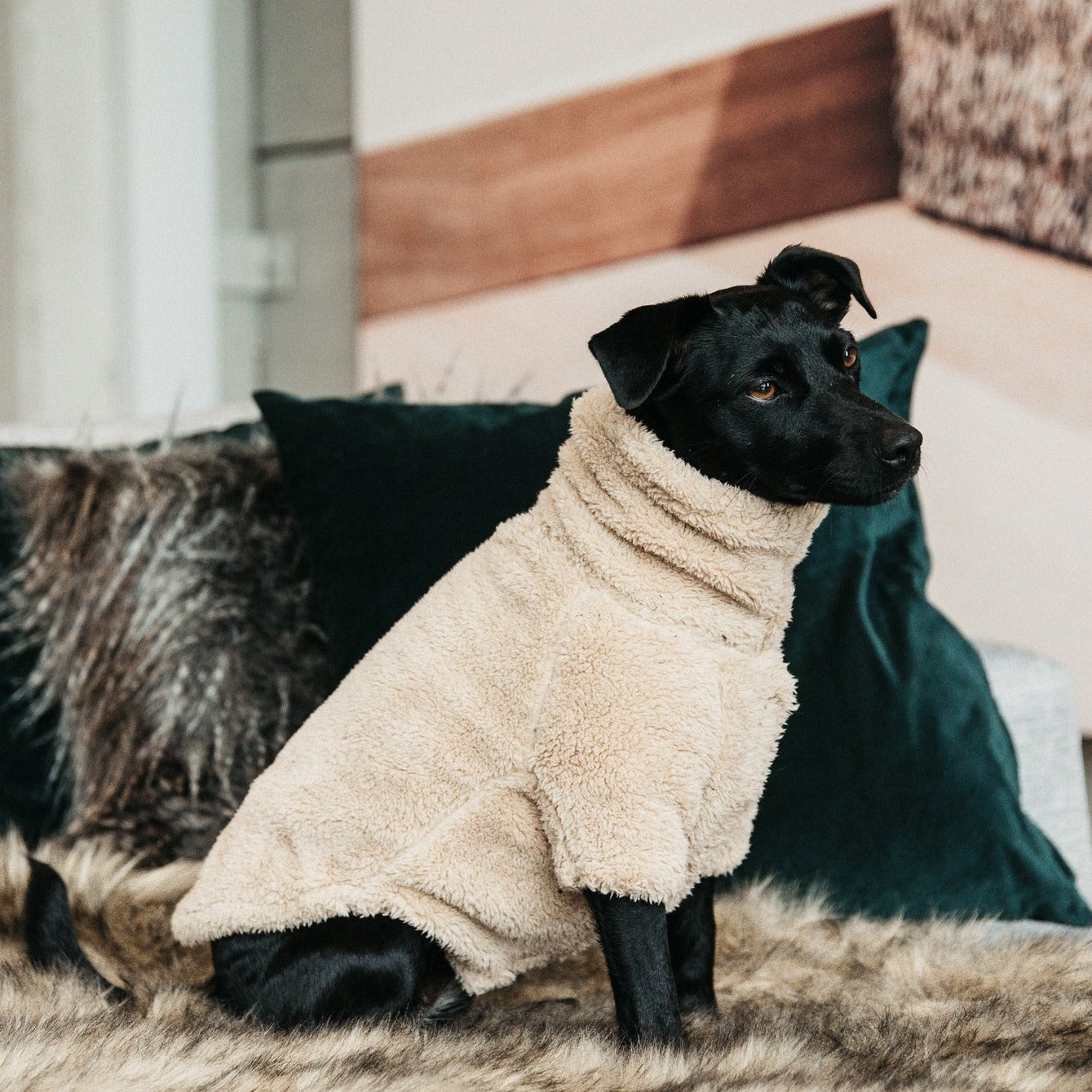 Pull pour chien Teddy Fleece Beige Fabuldog
