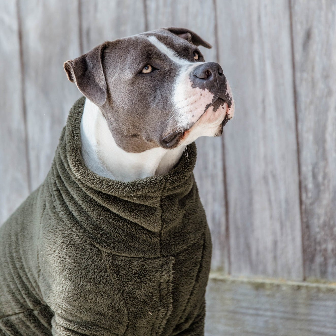 Pull pour chien Teddy Fleece Vert sapin Fabuldog