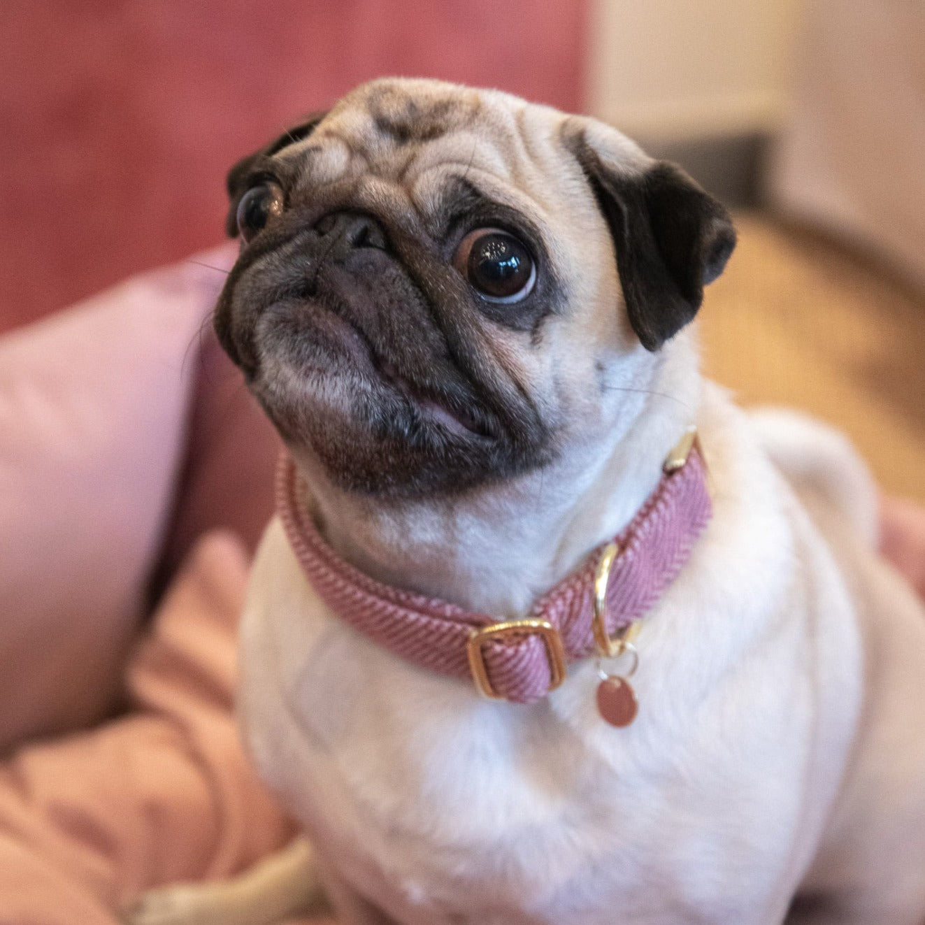 Collier chien wool rose Kentucky Dogwear