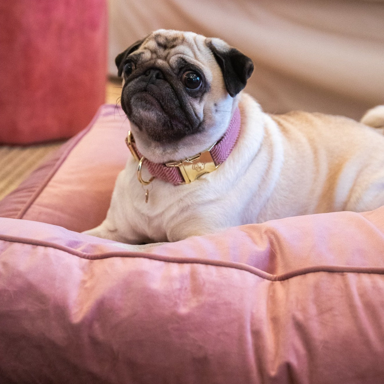 Collier chien wool rose Kentucky Dogwear