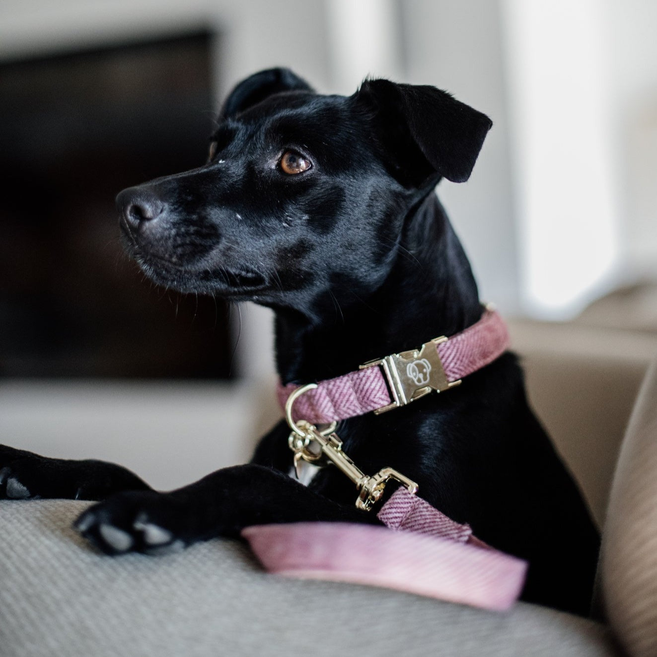 Collier chien wool rose Kentucky Dogwear