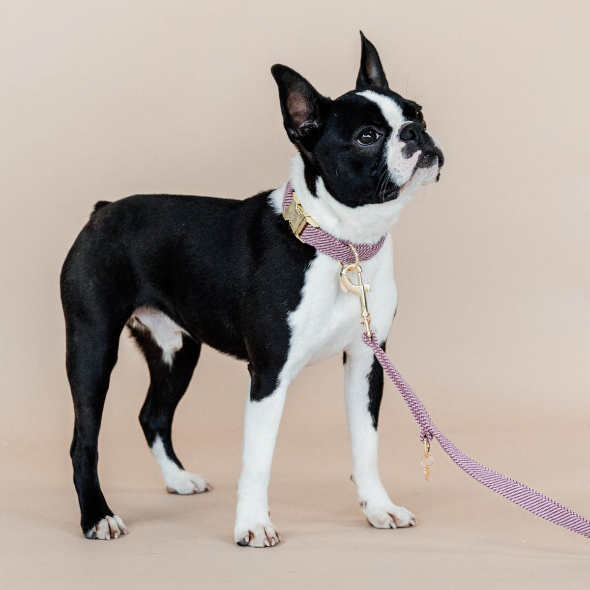 Collier chien wool rose Kentucky Dogwear