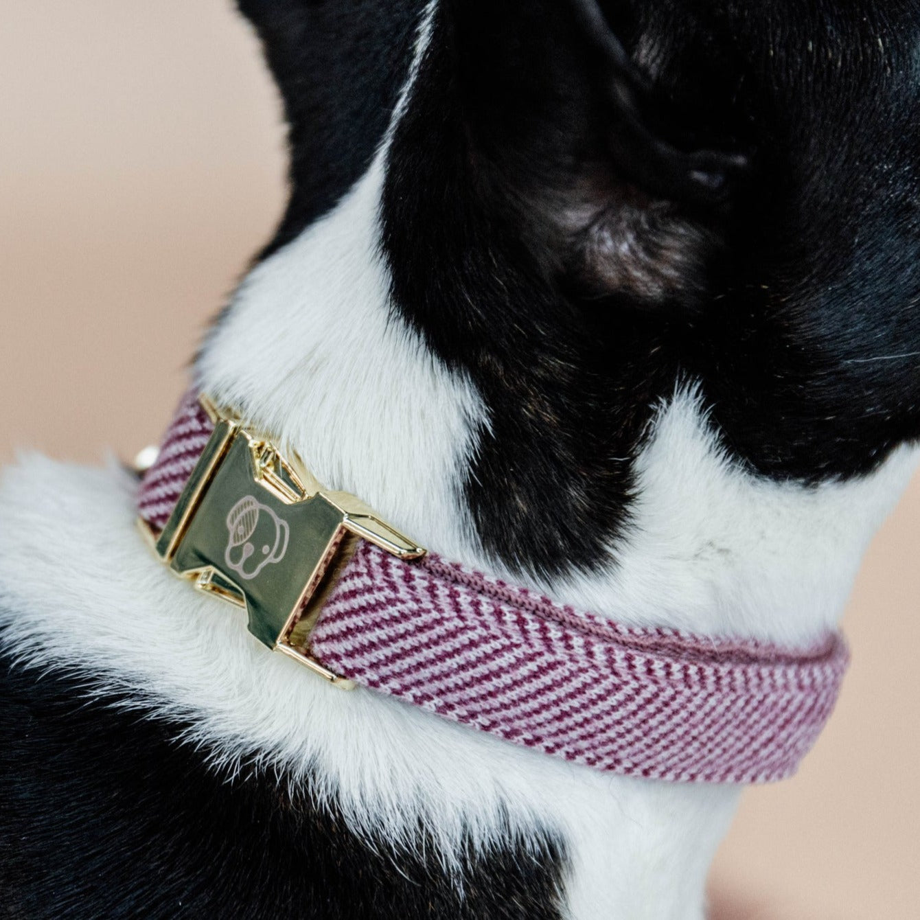 Collier chien wool rose Kentucky Dogwear