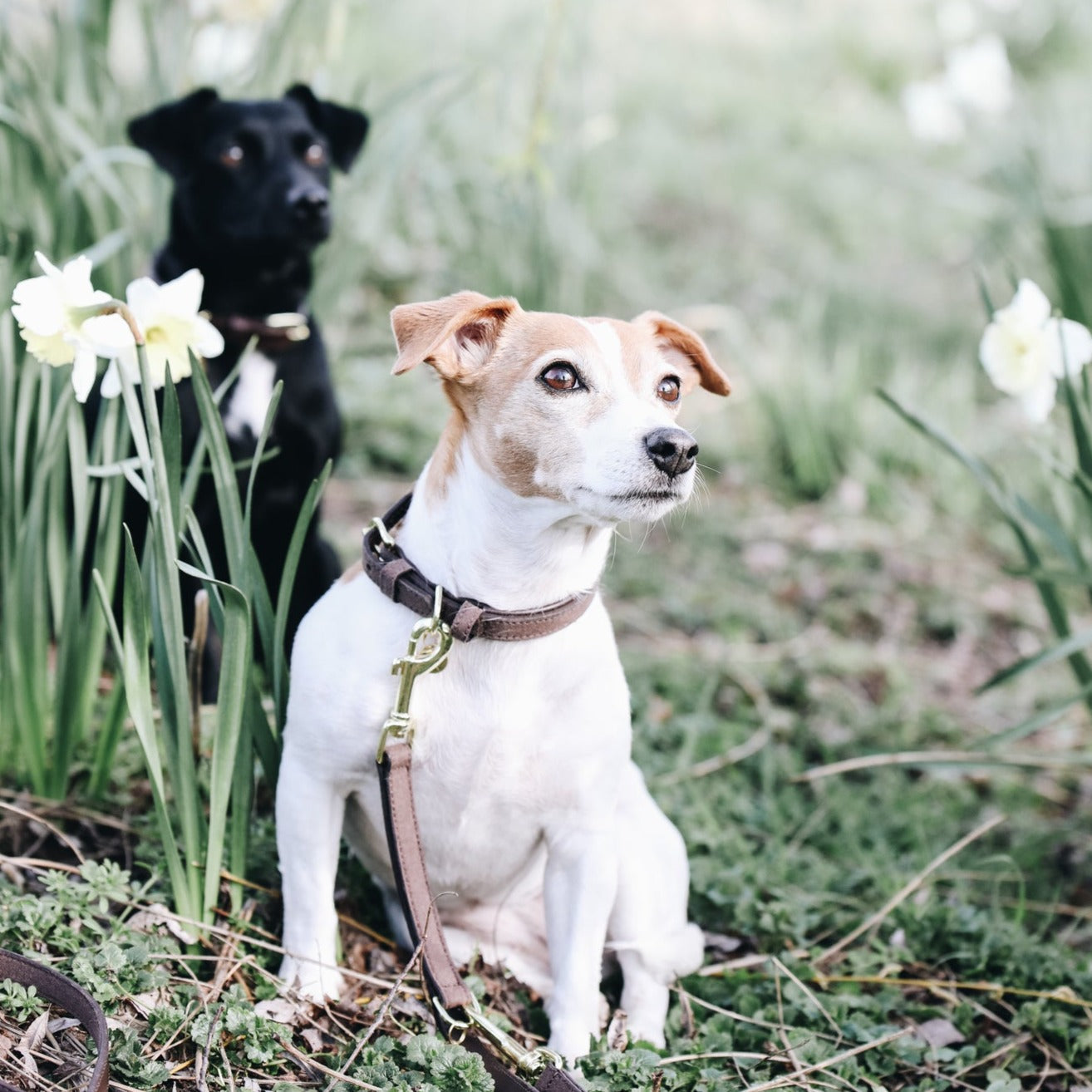 Collier chien effet daim Fabuldog 