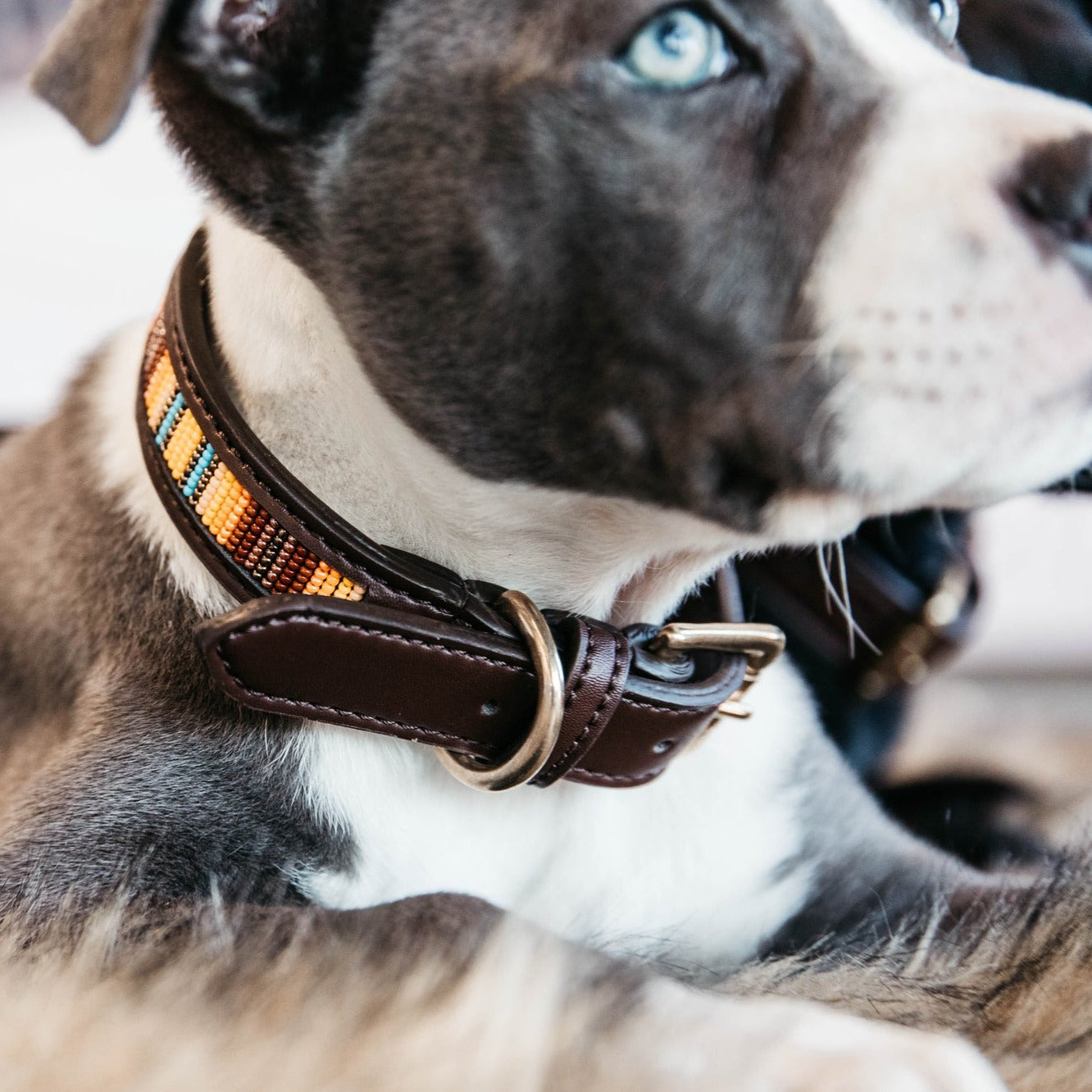 Collier chien luxe perles orange Fabuldog 