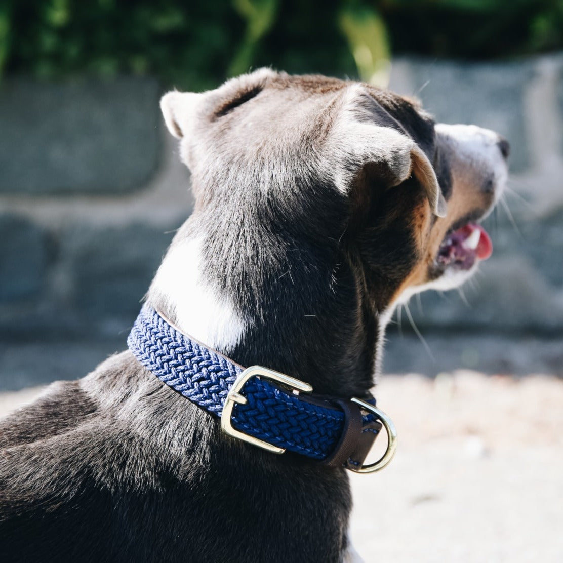 Collier chien tressé doublé cuir végétal - Bleu Marine Fabuldog 