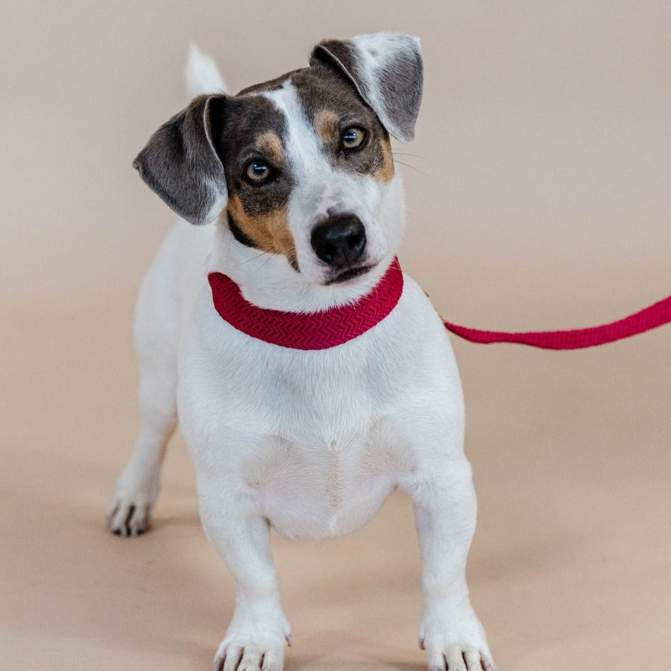 Collier chien large Jaquard Kentucky - rose