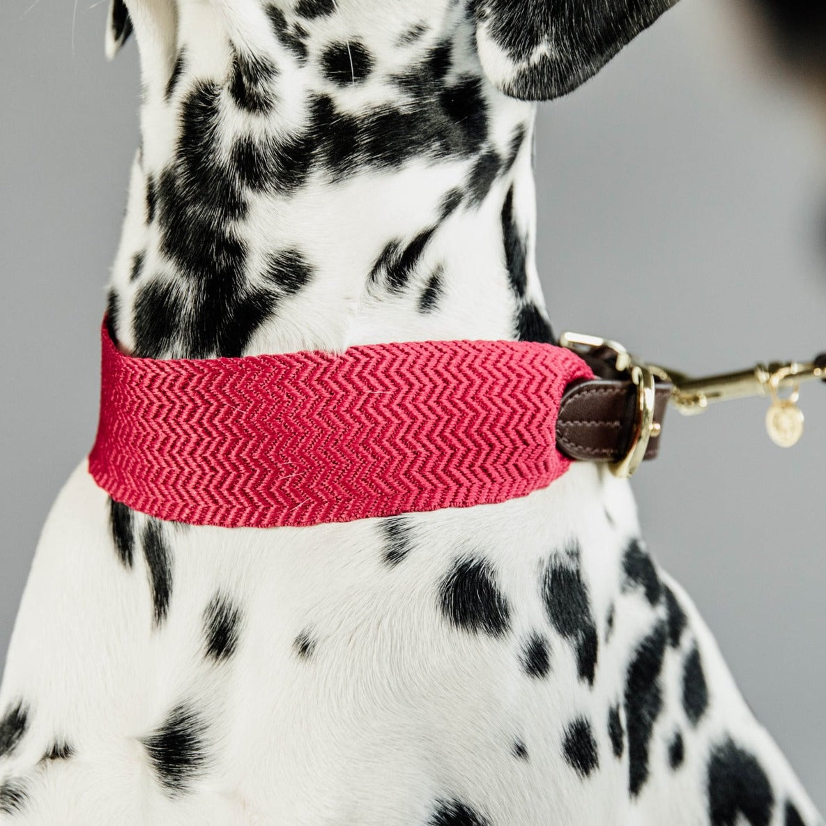 Collier chien large Jaquard Kentucky - rose