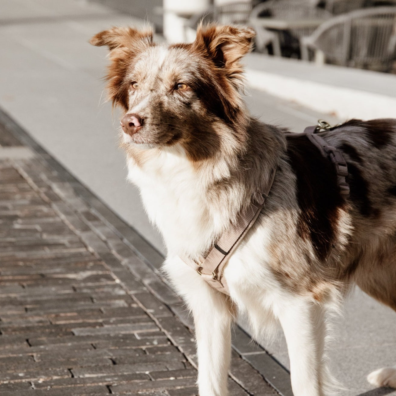 Harnais chien actif velours beige Fabuldog 