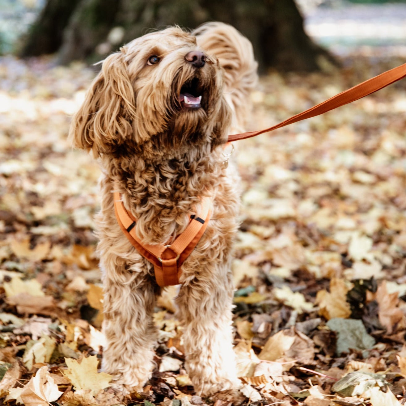 Harnais chien actif velours orange Fabuldog 