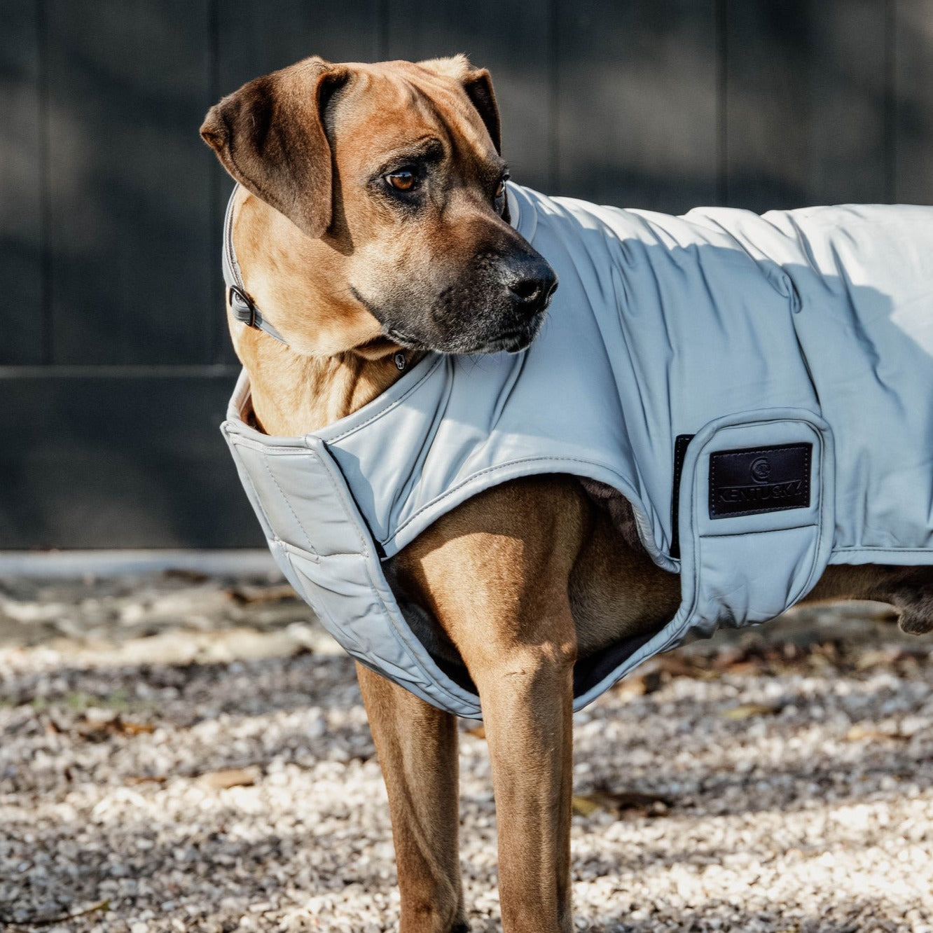 Manteau imperméable chien chaud et réfléchissant Fabuldog 