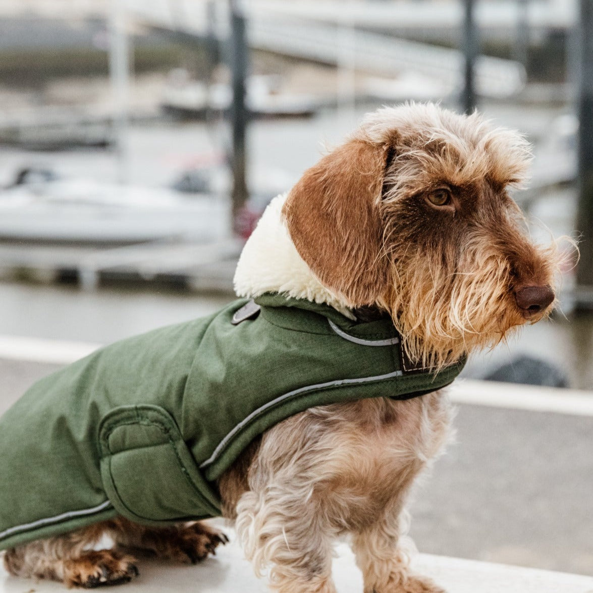 Manteau pour chien impermeable Look aviateur