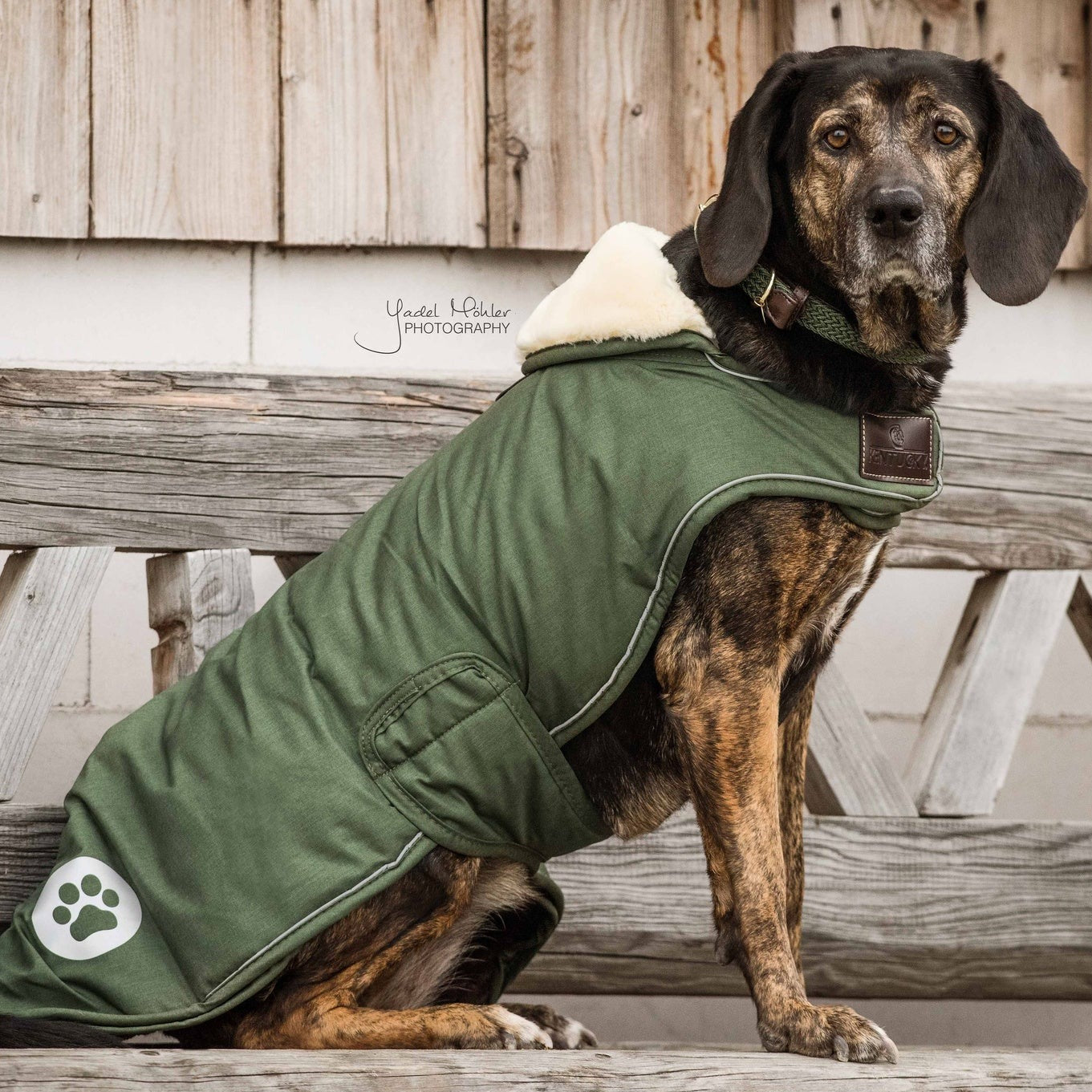 Parka 2025 pour chien