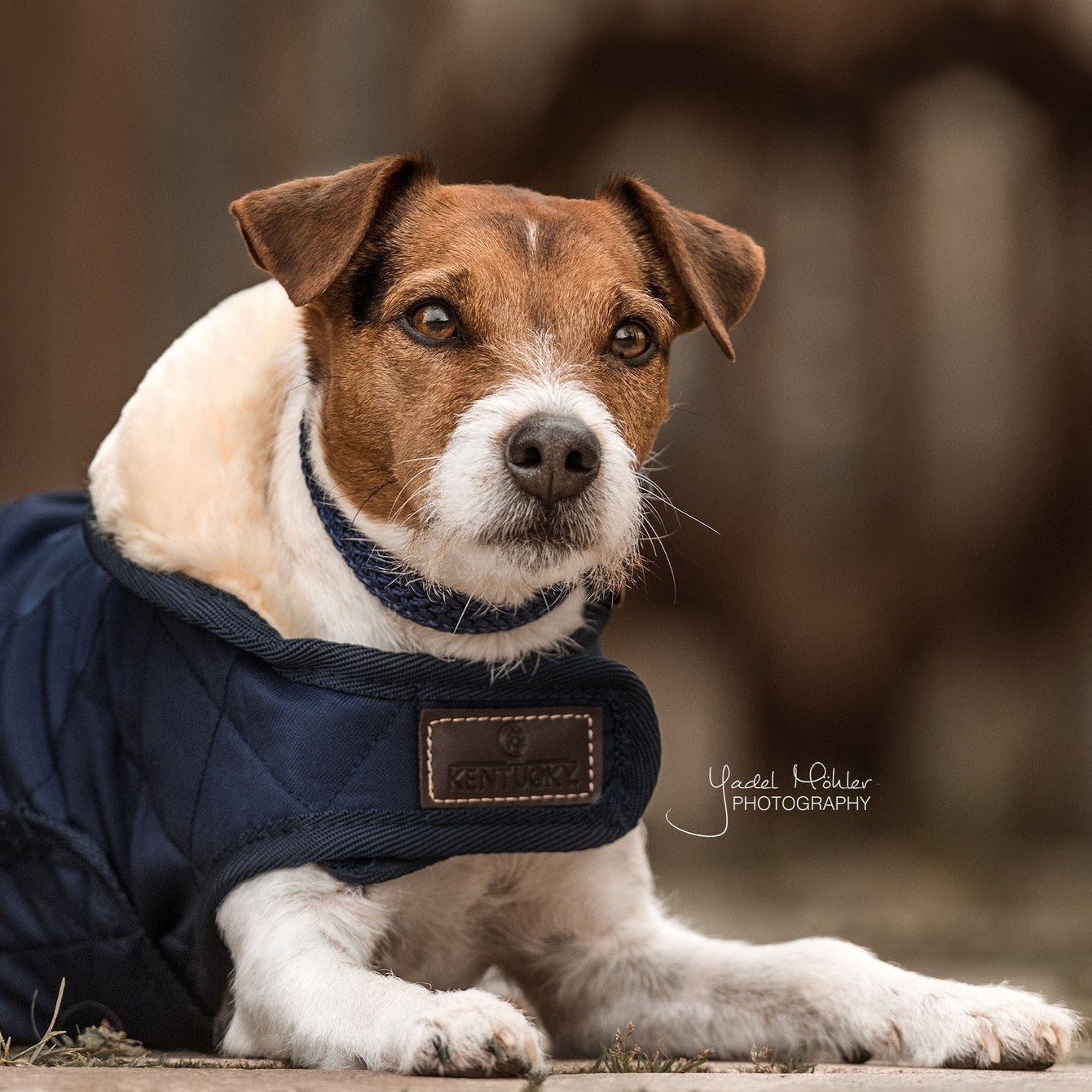 Manteau anti discount stress pour chien