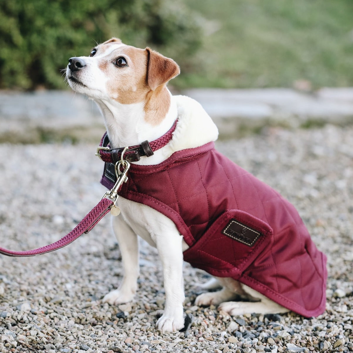 Manteau pour chien matelasse chic Bordeaux