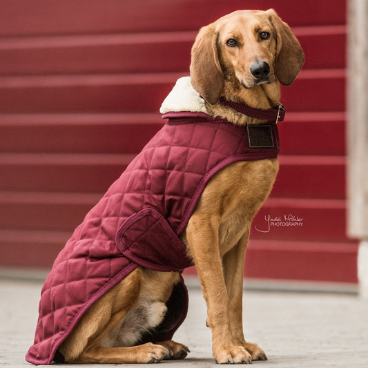 Manteau pour chien matelassé chic Bordeaux Fabuldog 