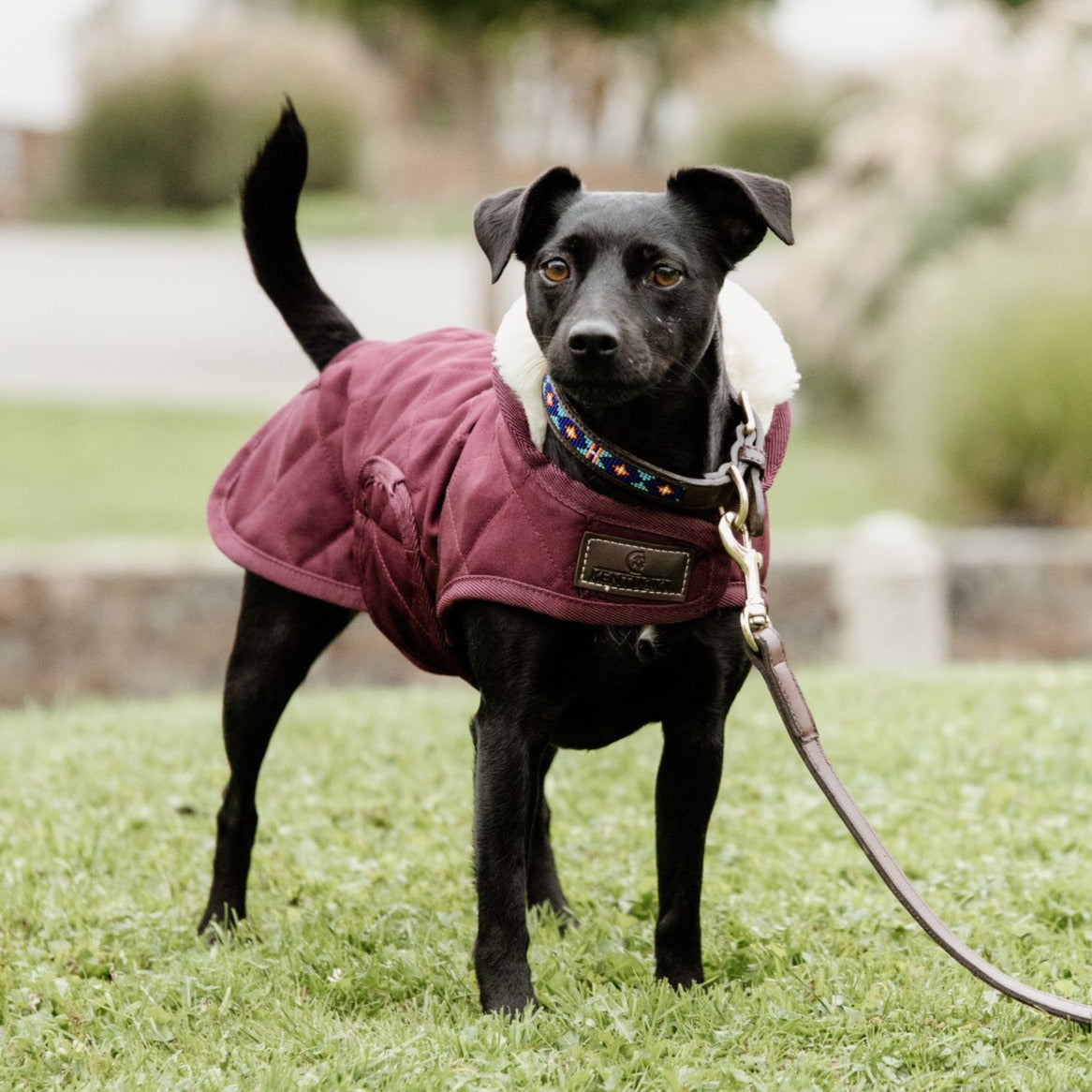 Manteau anti stress discount chien