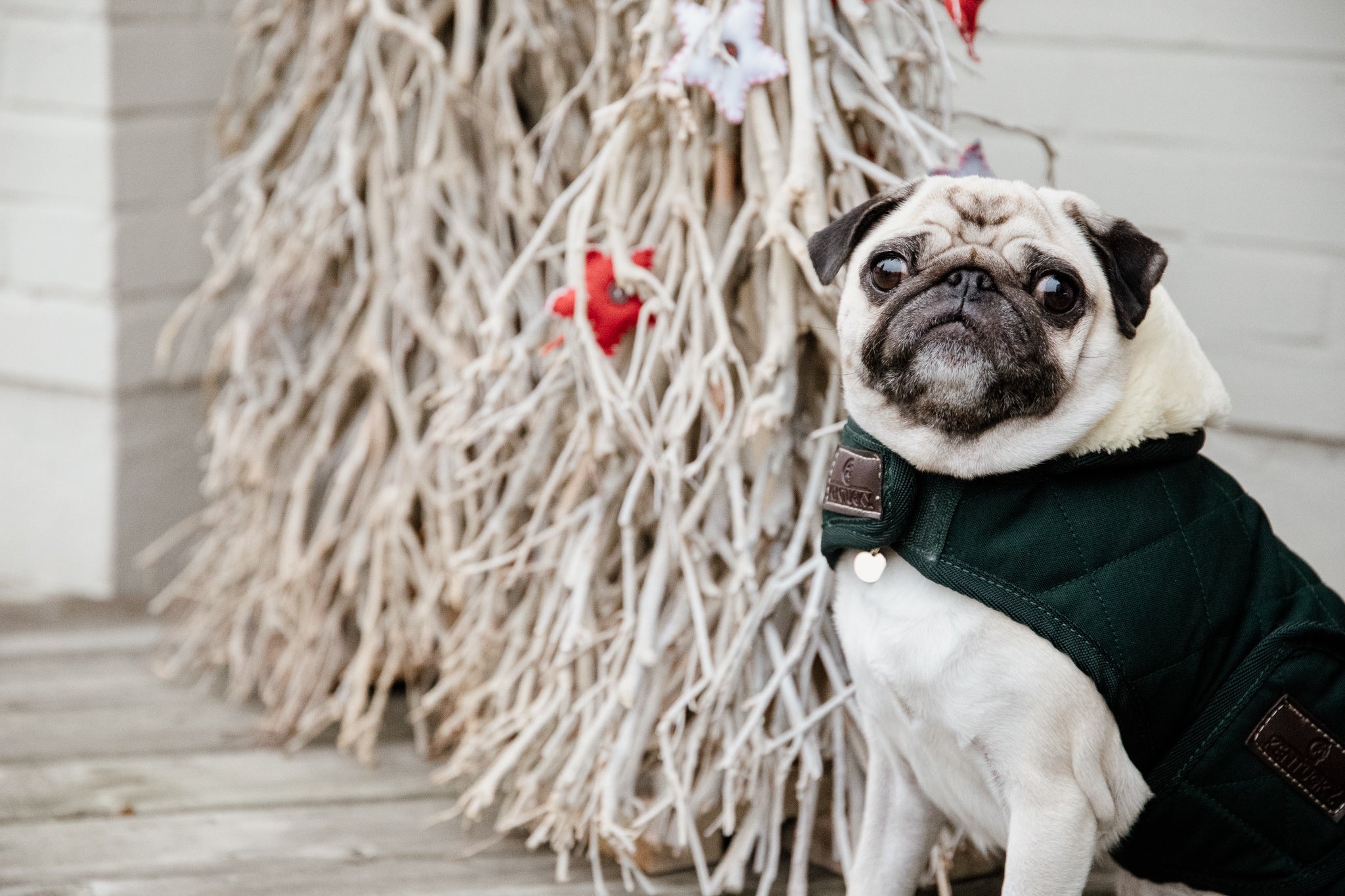 Manteau pour 2025 chien carlin